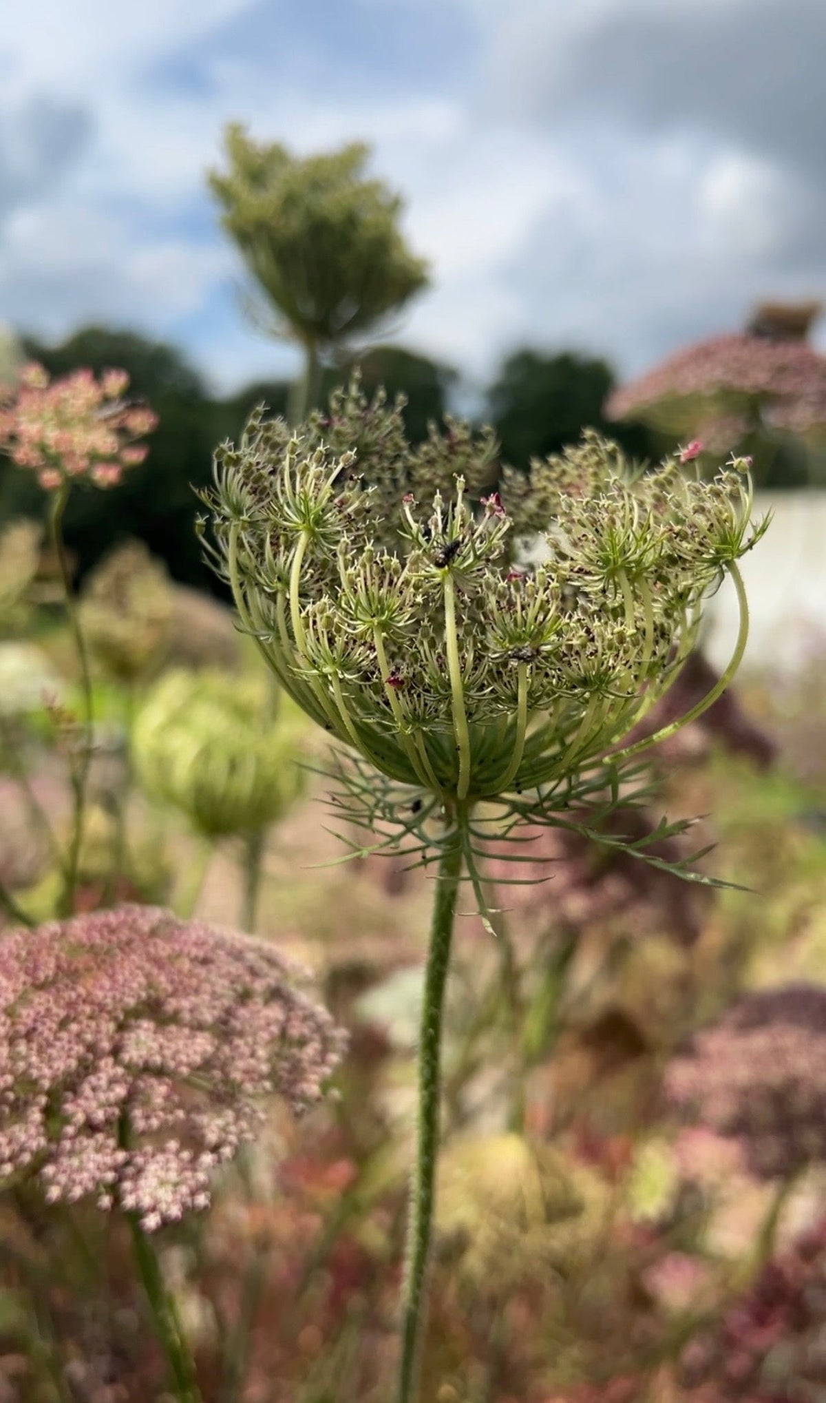 Daucus Carota Dara