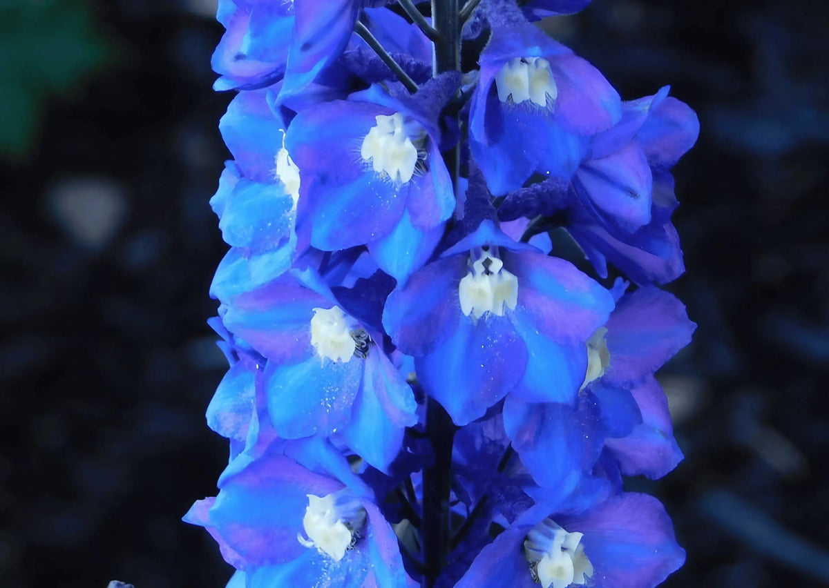 Delphinium Pacific Giant Summer Skies