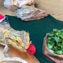 Pet Boarding