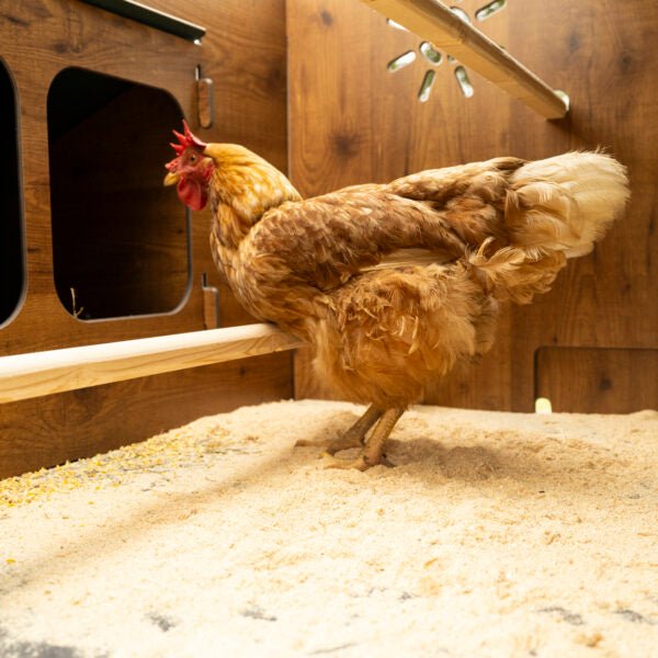 Easicoop Duplex 2XL - HPL Chicken house up to 18 large Birds