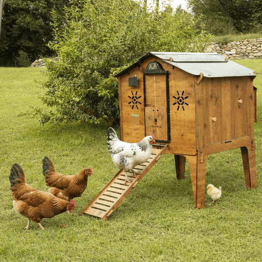 Easicoop Duplex L - HPL Chicken house up to 10 large Birds