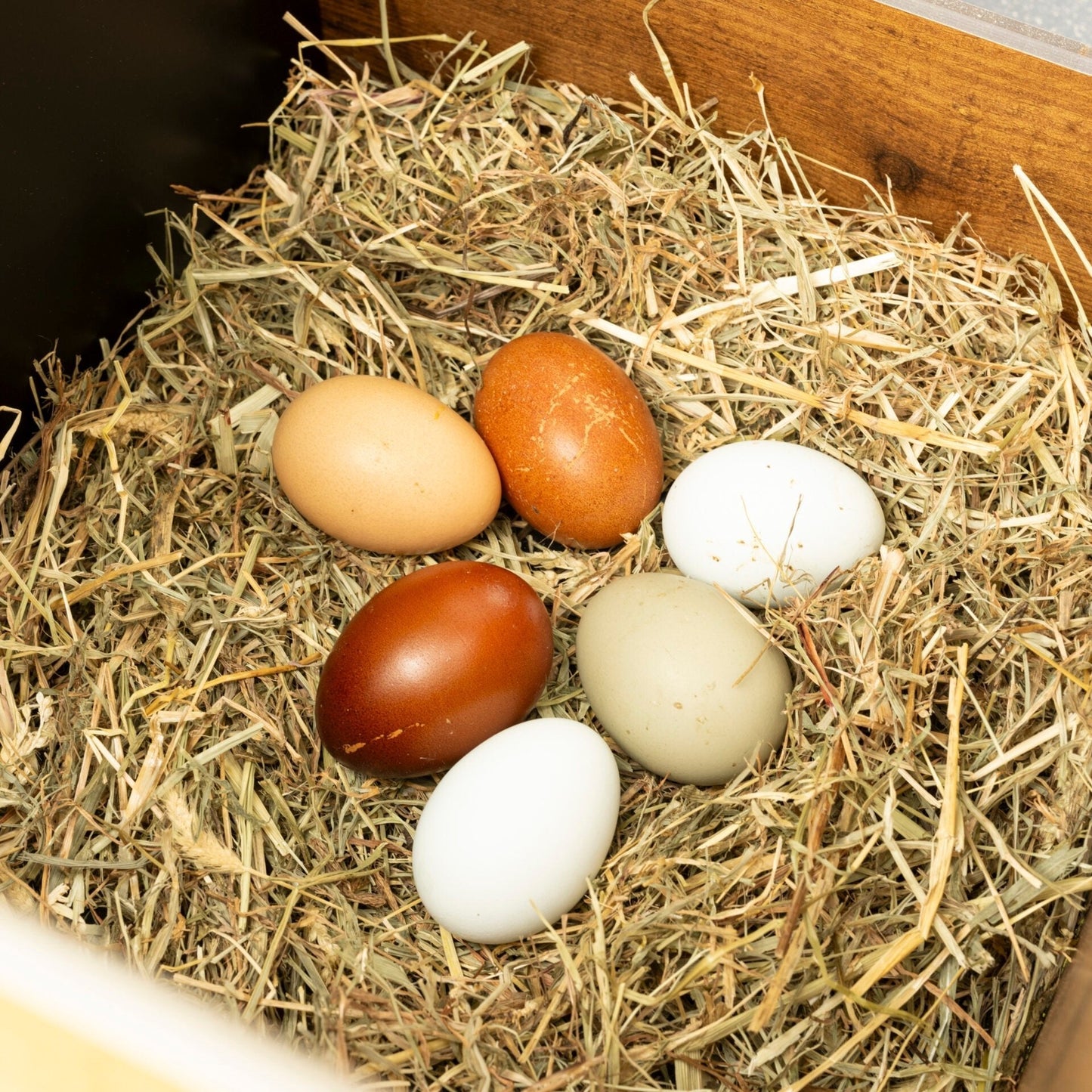 Easicoop Duplex L - HPL Chicken house up to 10 large Birds