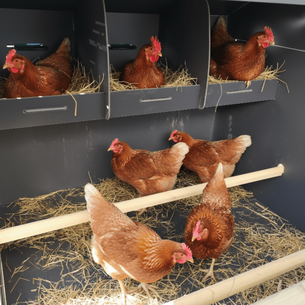 Easicoop Evolution 3XL - HPL Chicken house up to 15 large Birds