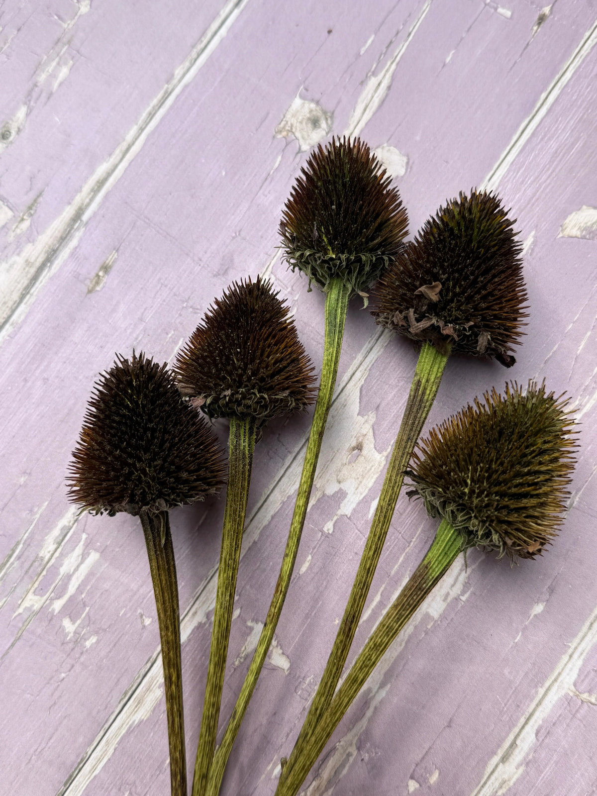 Echinacea Cones Dried | Coneflower Seed Heads Norfolk