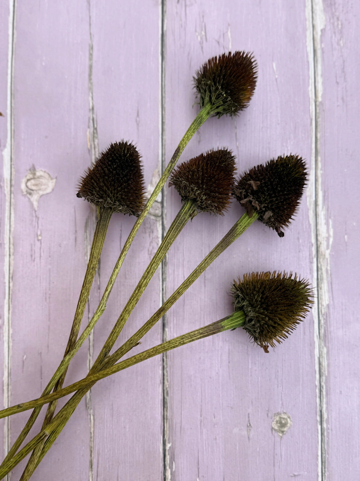 Echinacea Cones Dried | Coneflower Seed Heads Norfolk