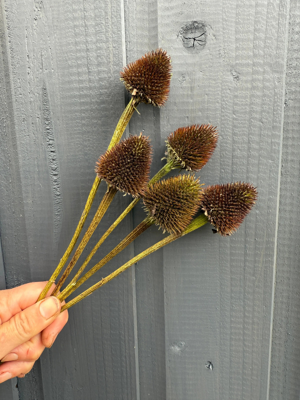 Echinacea Cones Dried | Coneflower Seed Heads Norfolk