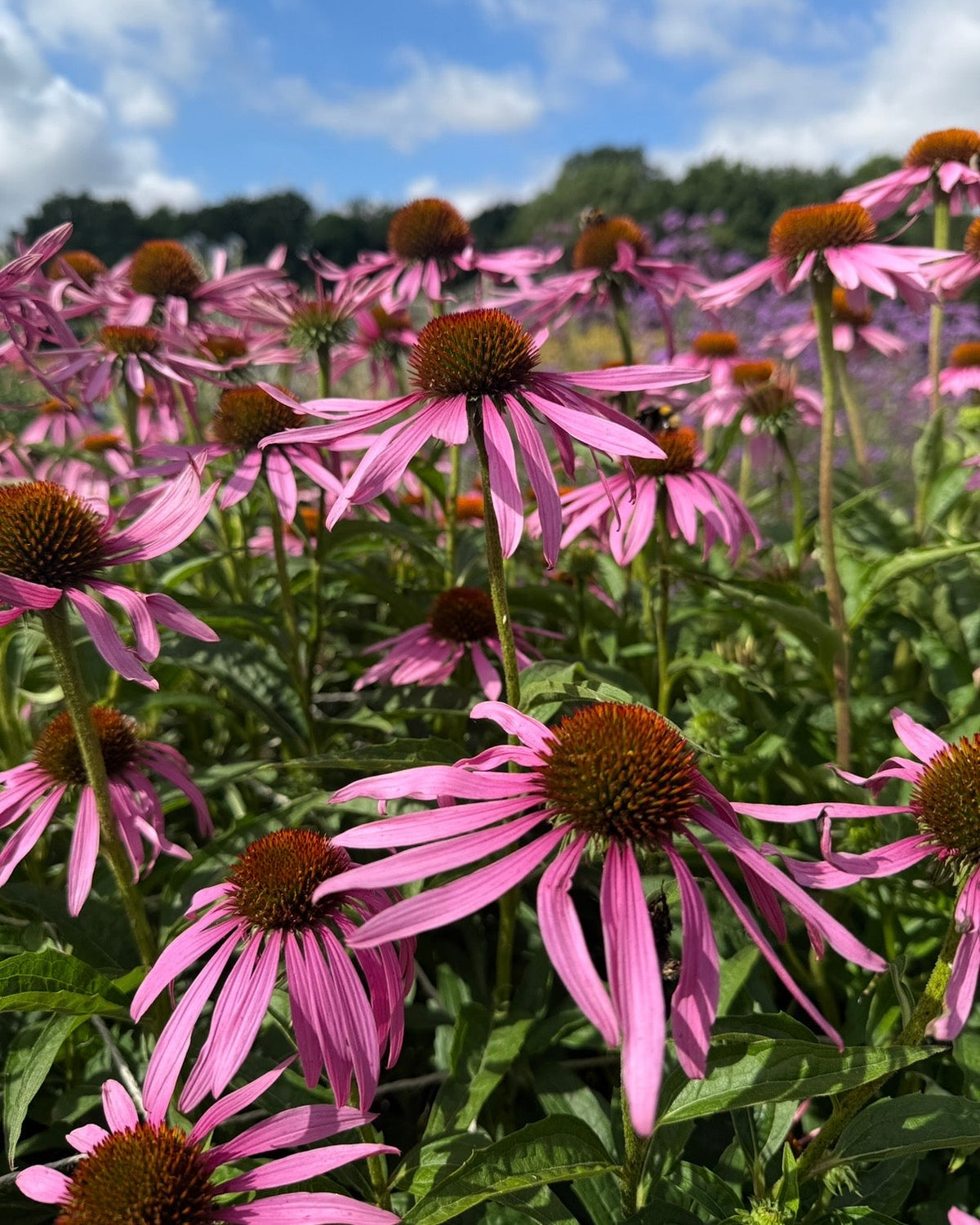 Echinacea Purple Coneflower