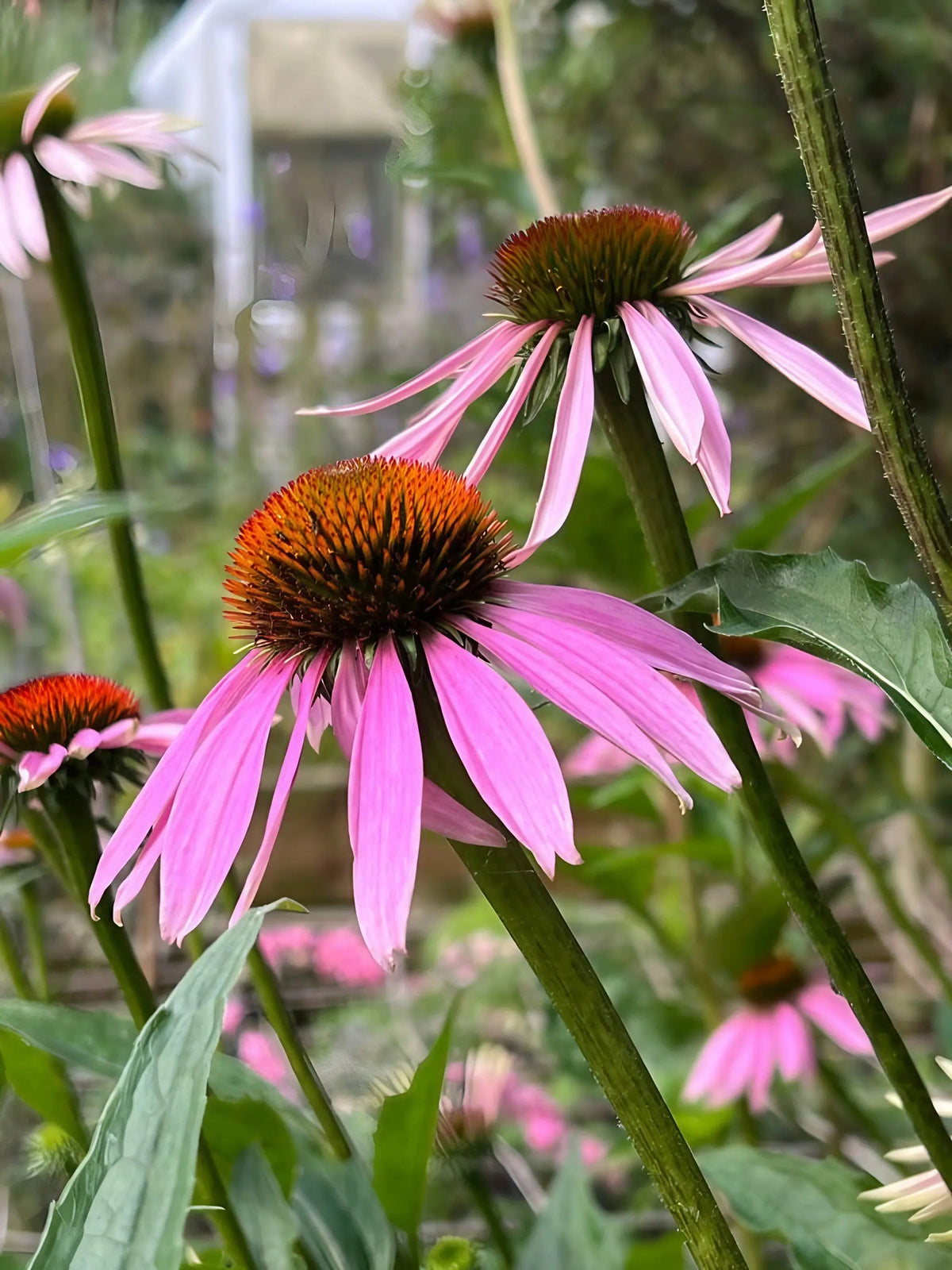 Echinacea Purple Coneflower
