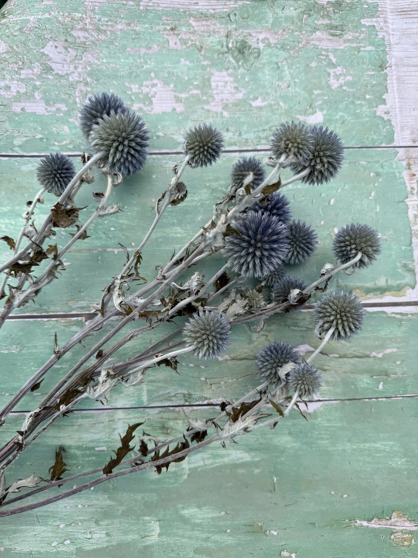 Echinops Dried