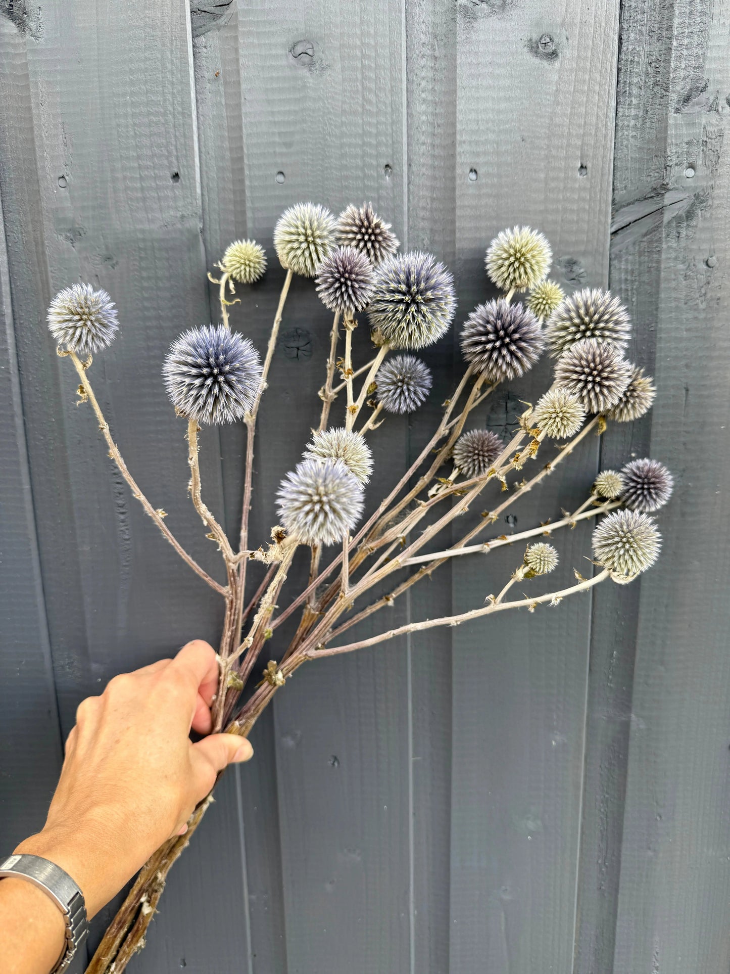 Echinops Dried