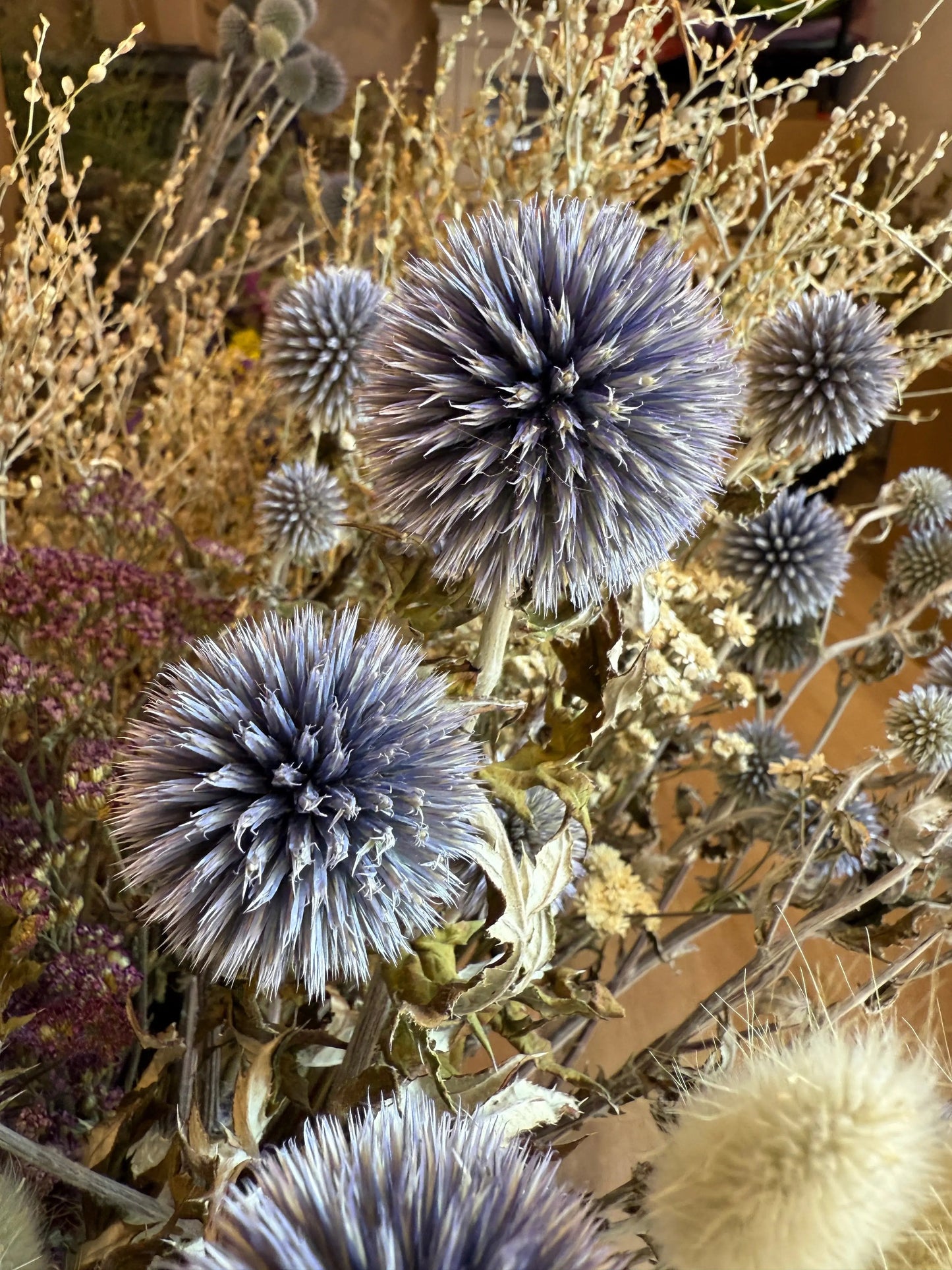 Echinops Dried