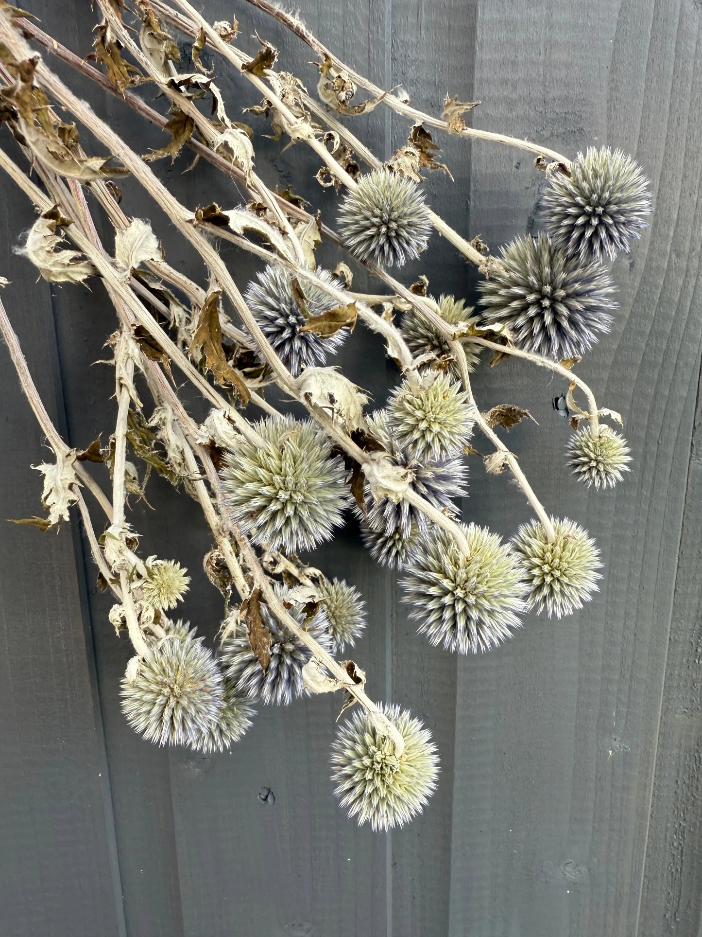 Echinops Dried