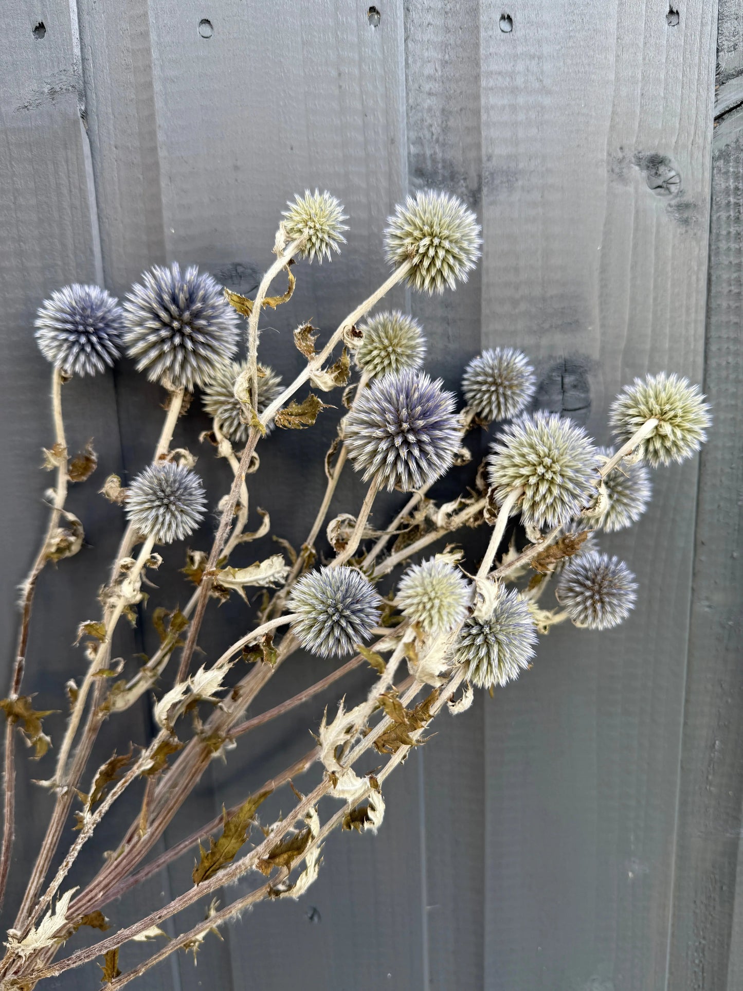Echinops Dried