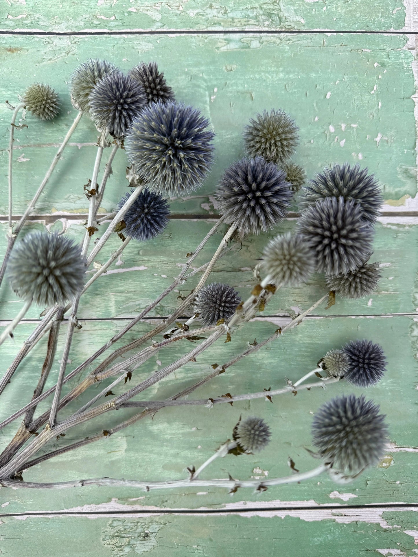 Echinops Dried