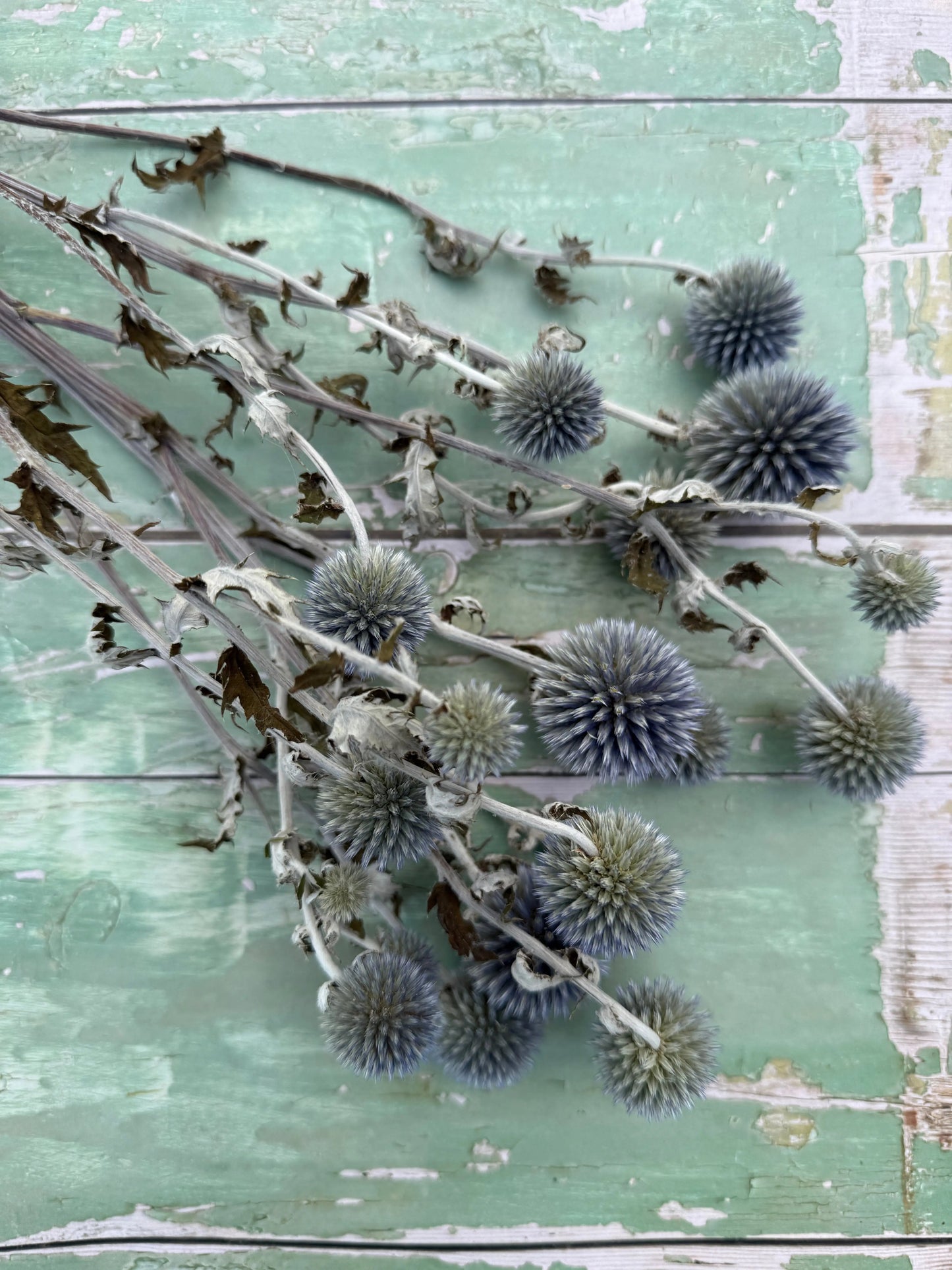 Echinops Dried