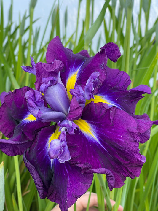 Iris ensata "Eileens Dream"