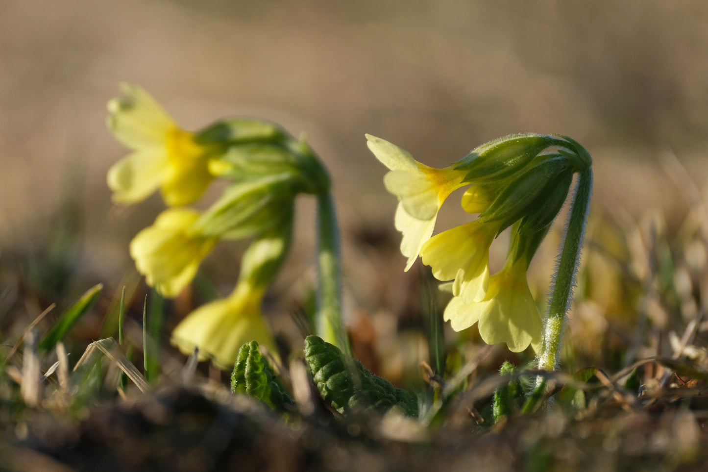 Primula Elatior - Marginal Pond Plants - BP096