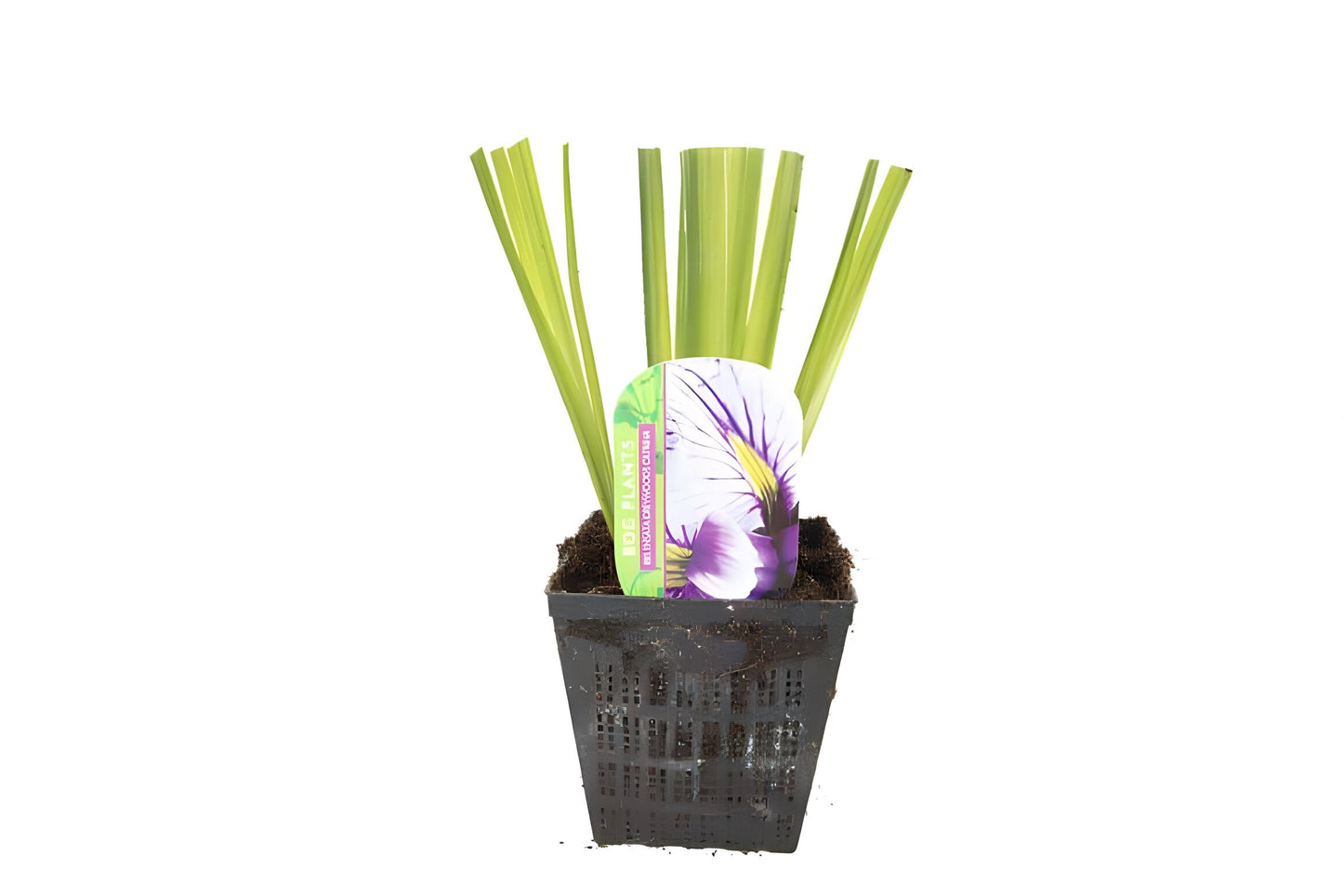 Iris ensata 'Greywoods Catrina'