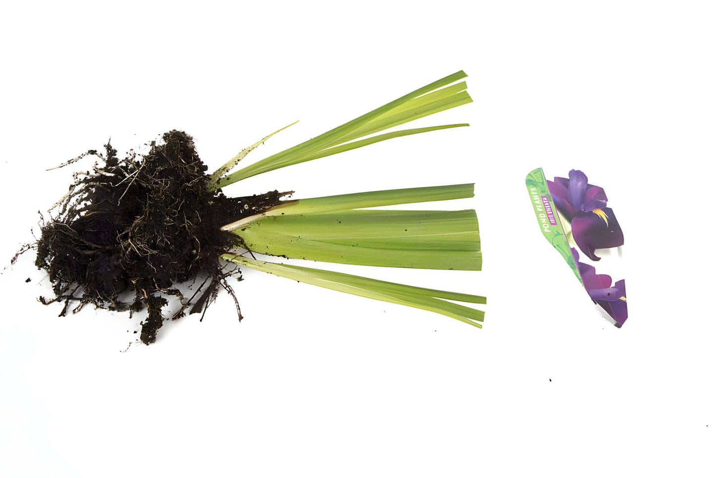 Iris ensata (Iris kaempferi)