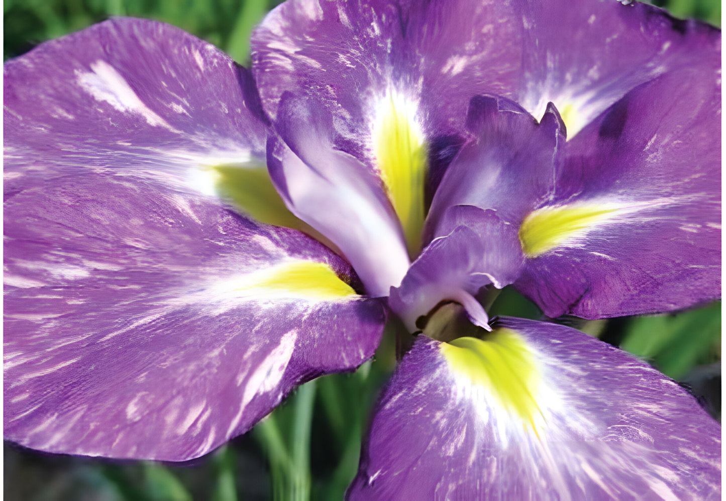 Iris ensata 'Laughing Lion'