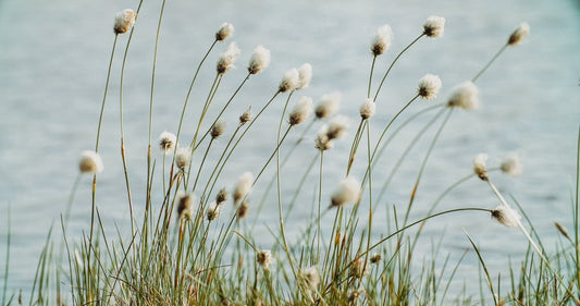 Eriophorum angustifolium (Cotton grass)