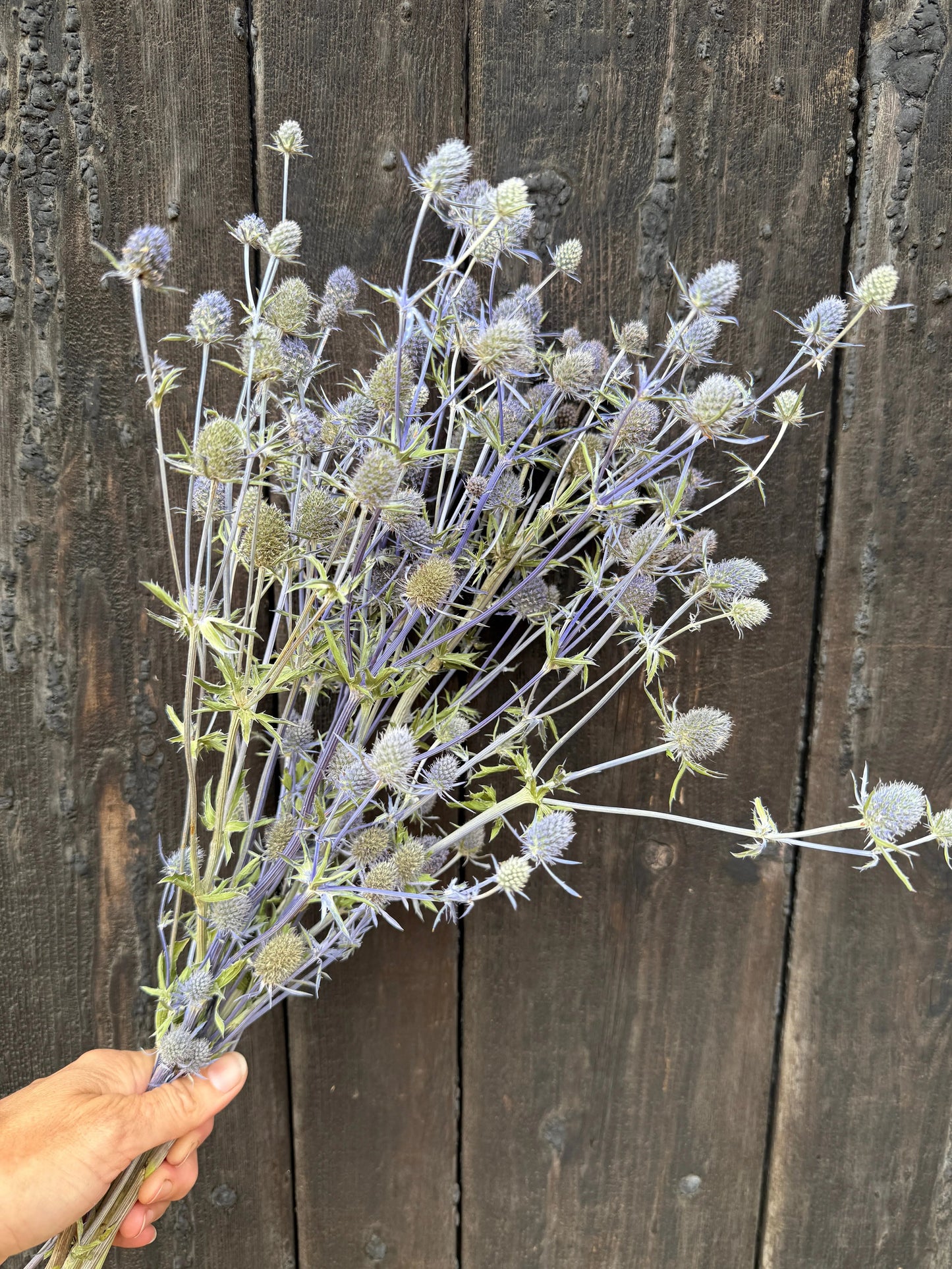 Eryngium (Sea Holly) Dried