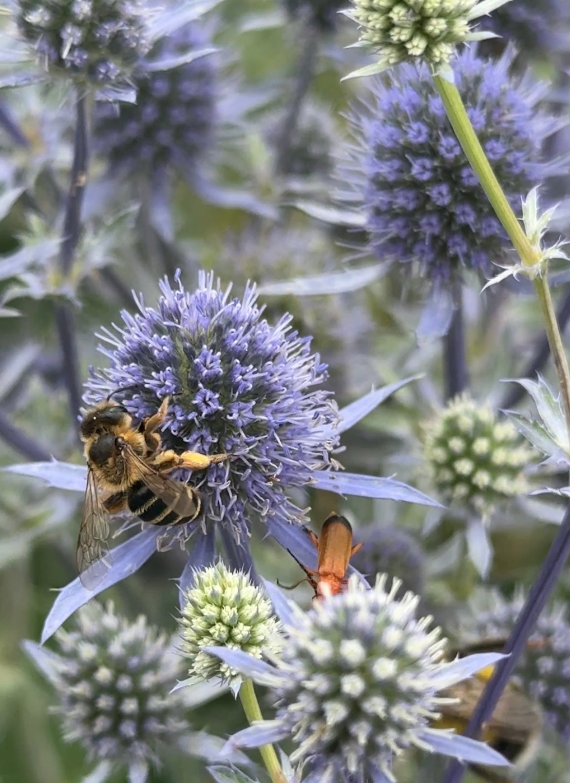 Eryngium (Sea Holly)