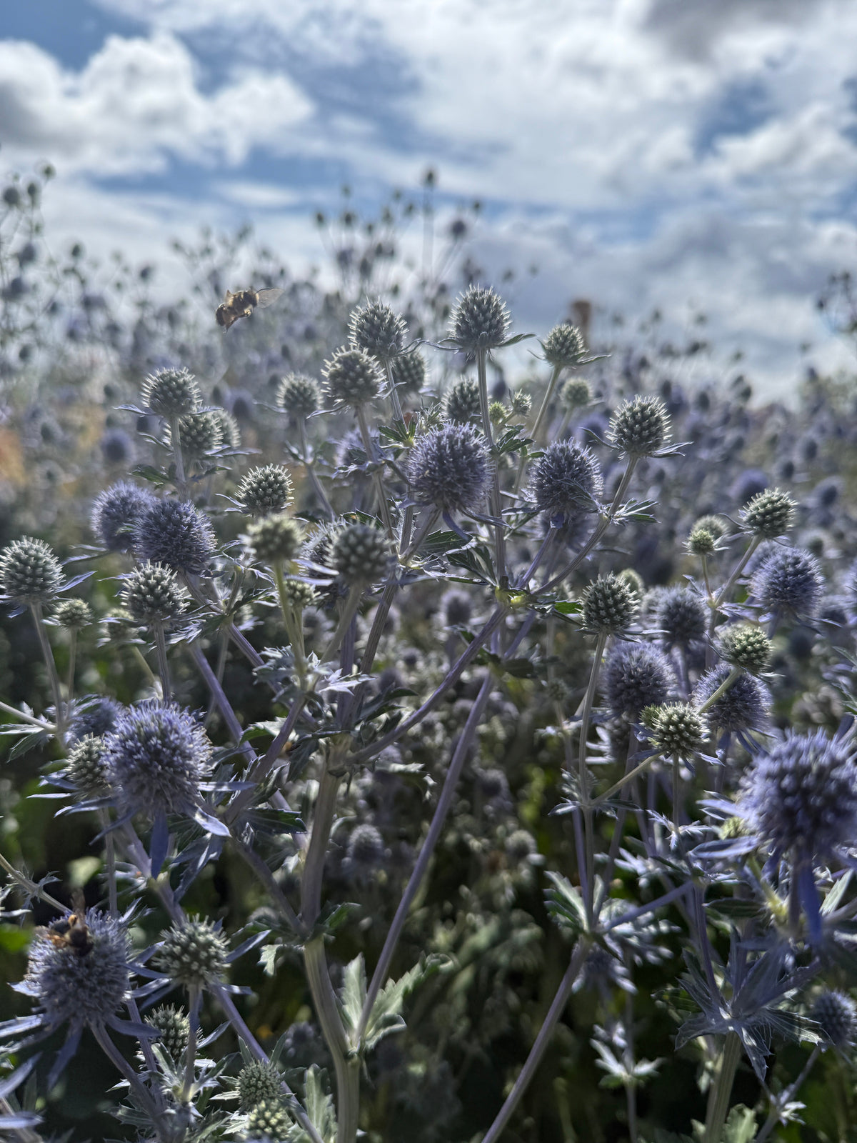 Eryngium (Sea Holly)