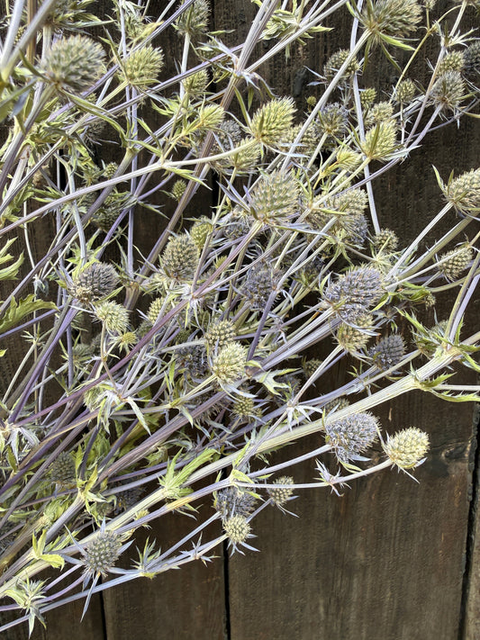 Eryngium (Sea Holly) Dried
