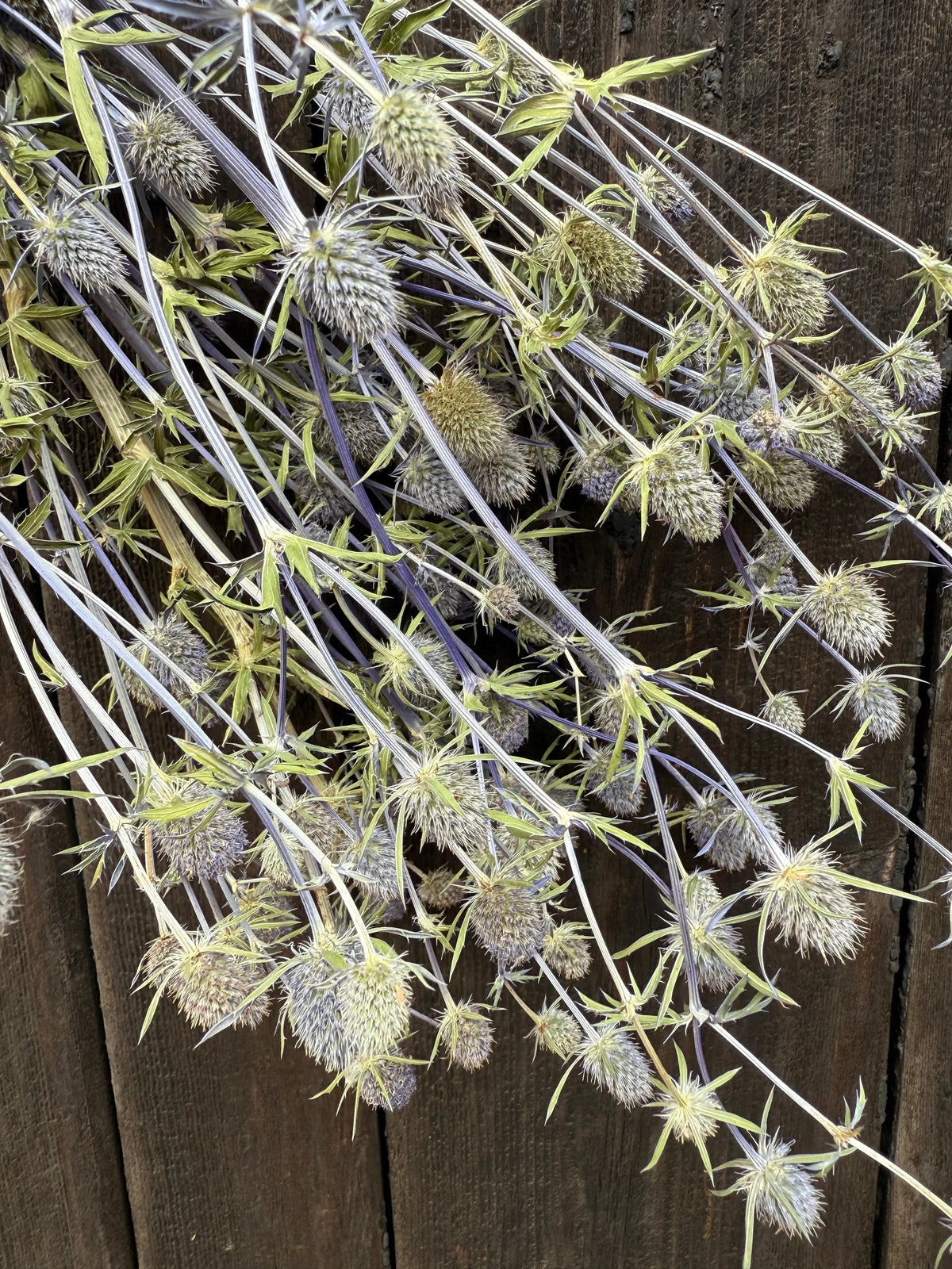 Eryngium (Sea Holly) Dried