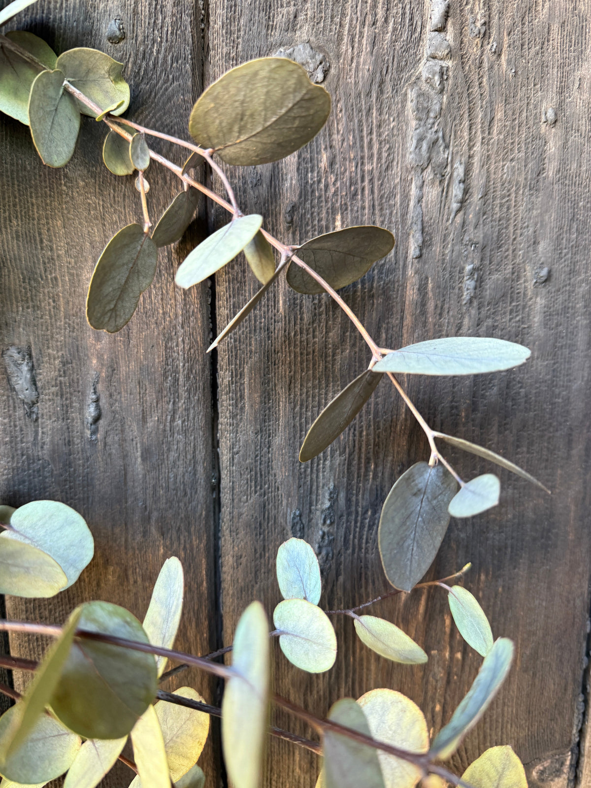 Eucalyptus Dried