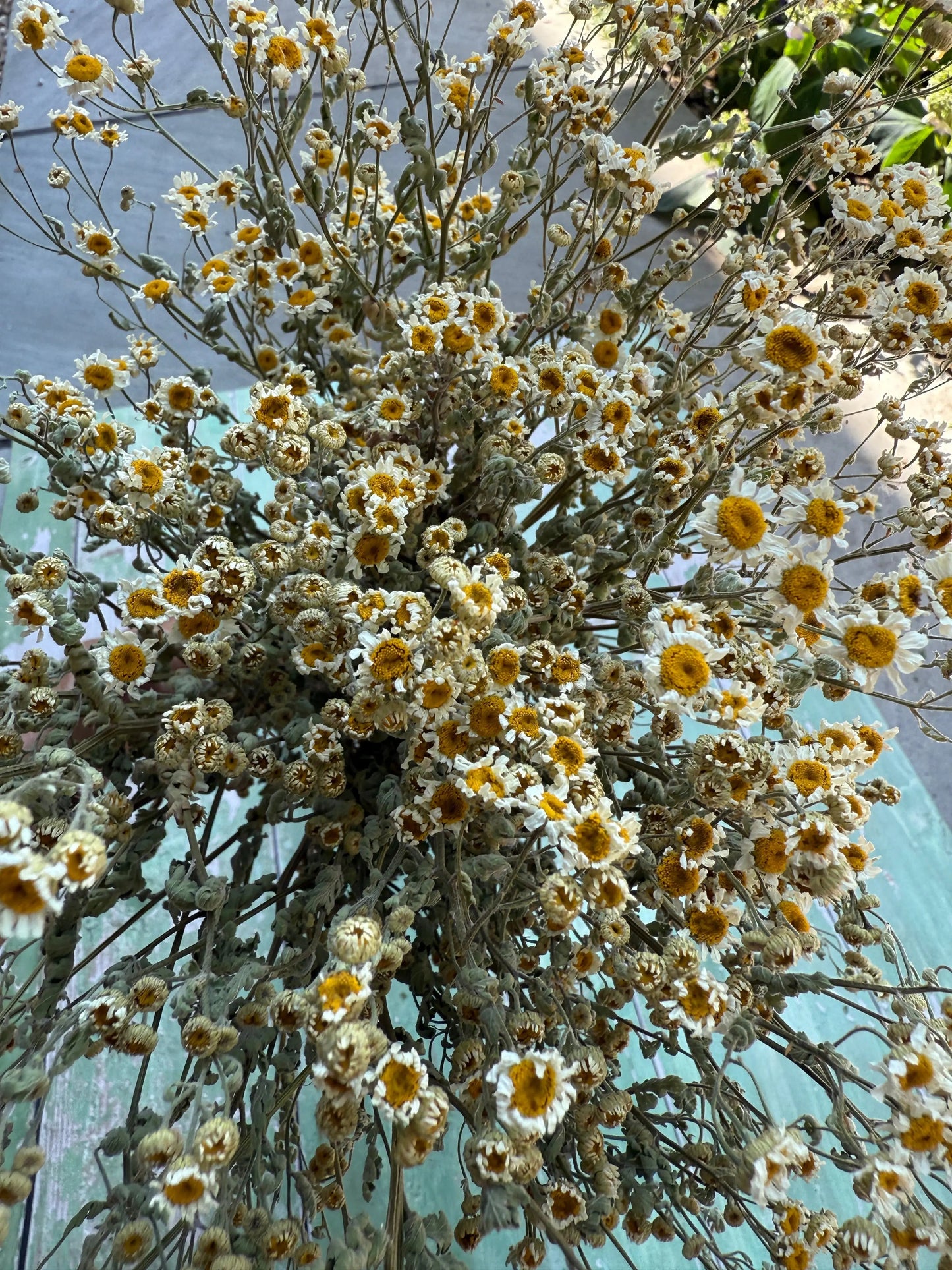Feverfew Dried