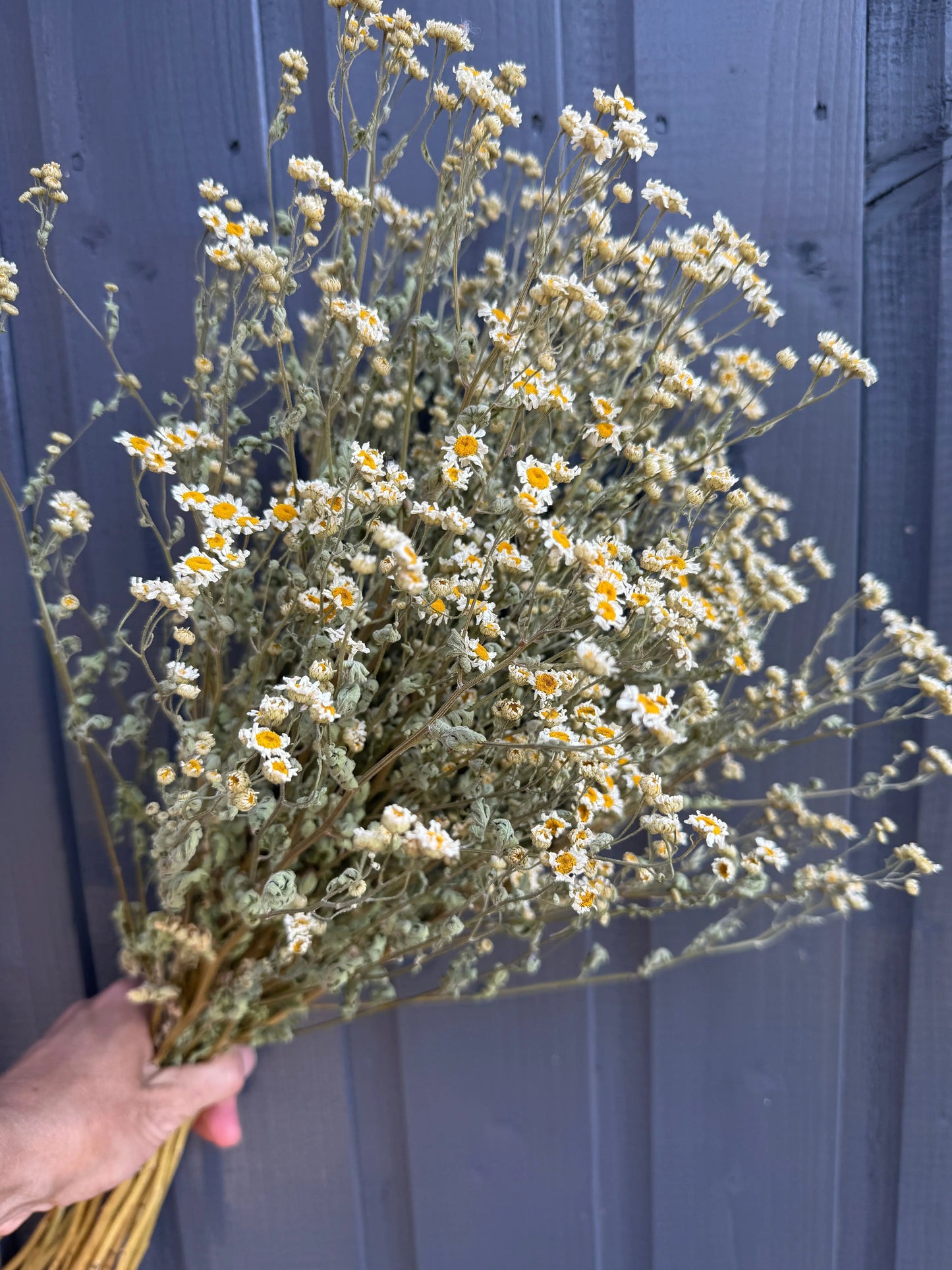 Feverfew Dried