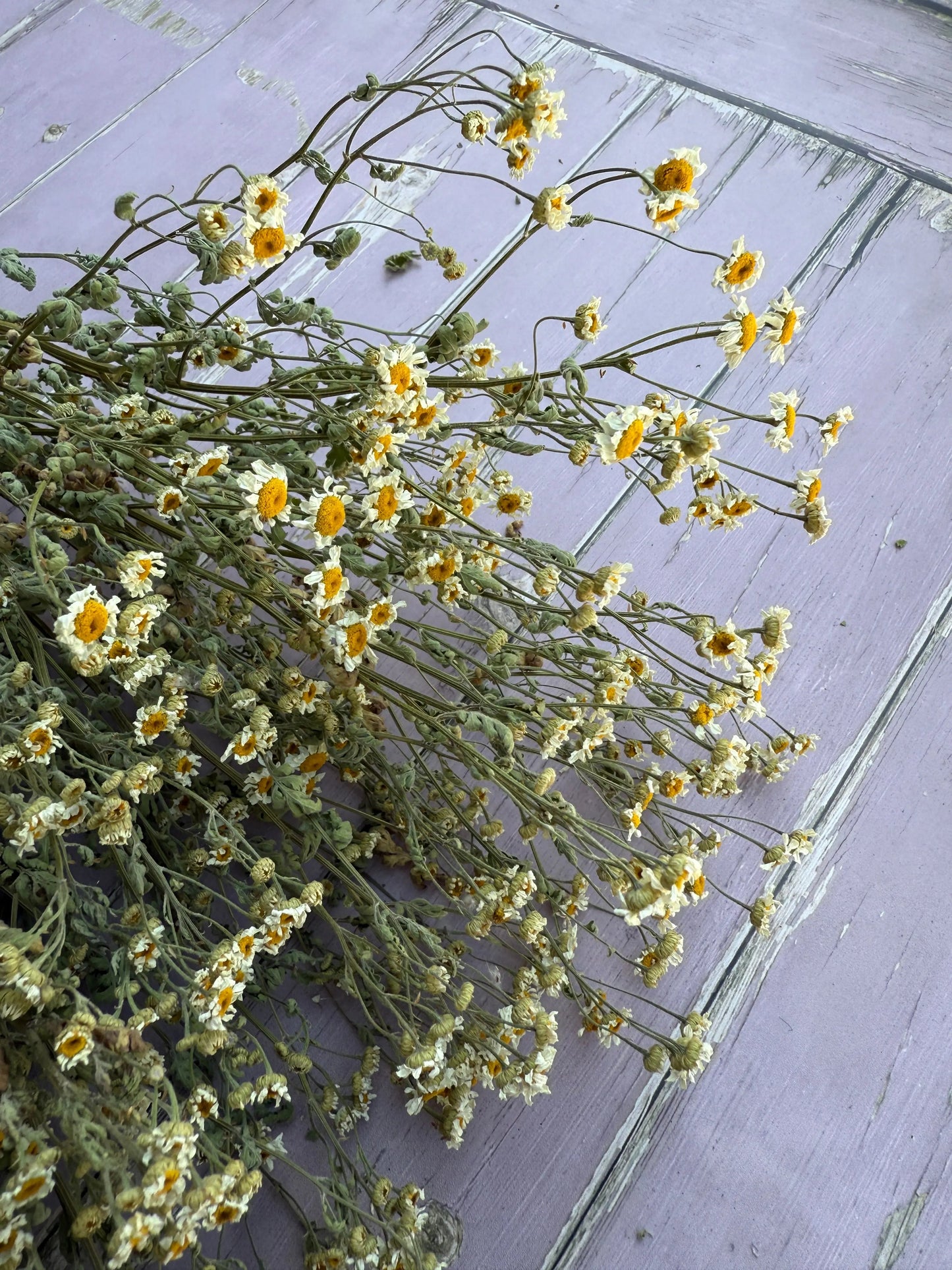 Feverfew Dried