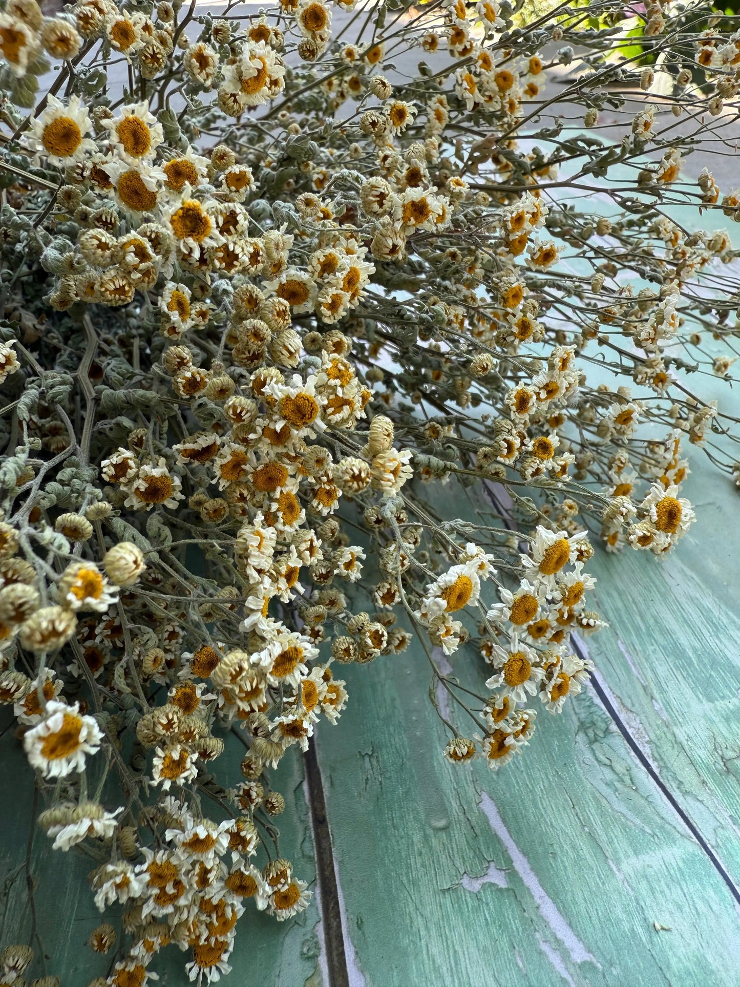 Feverfew Dried
