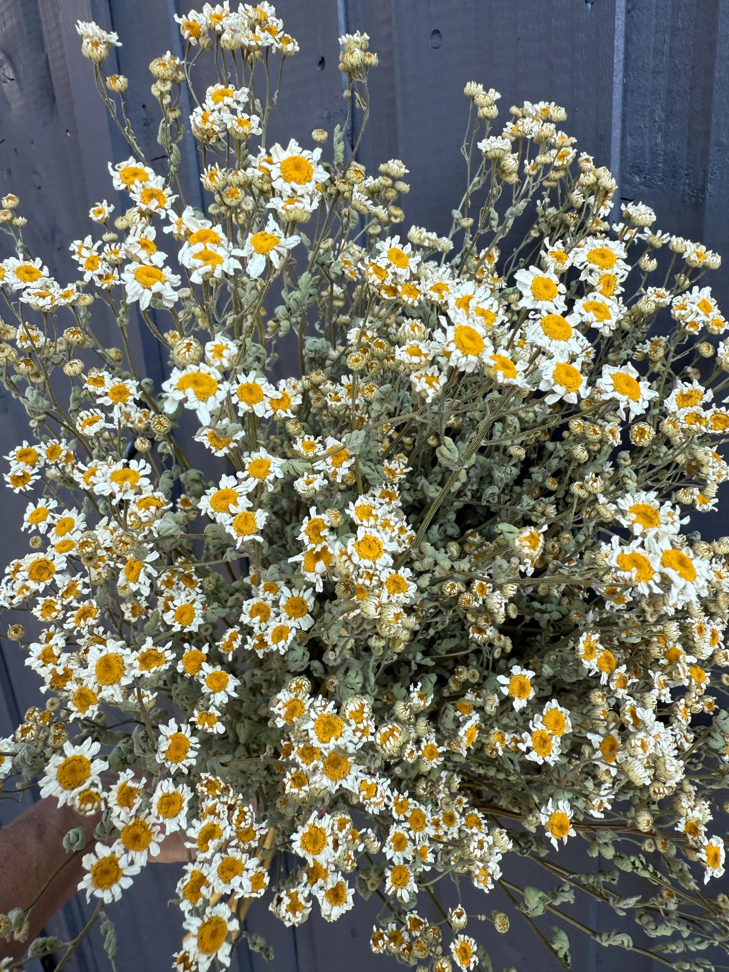 Feverfew Dried