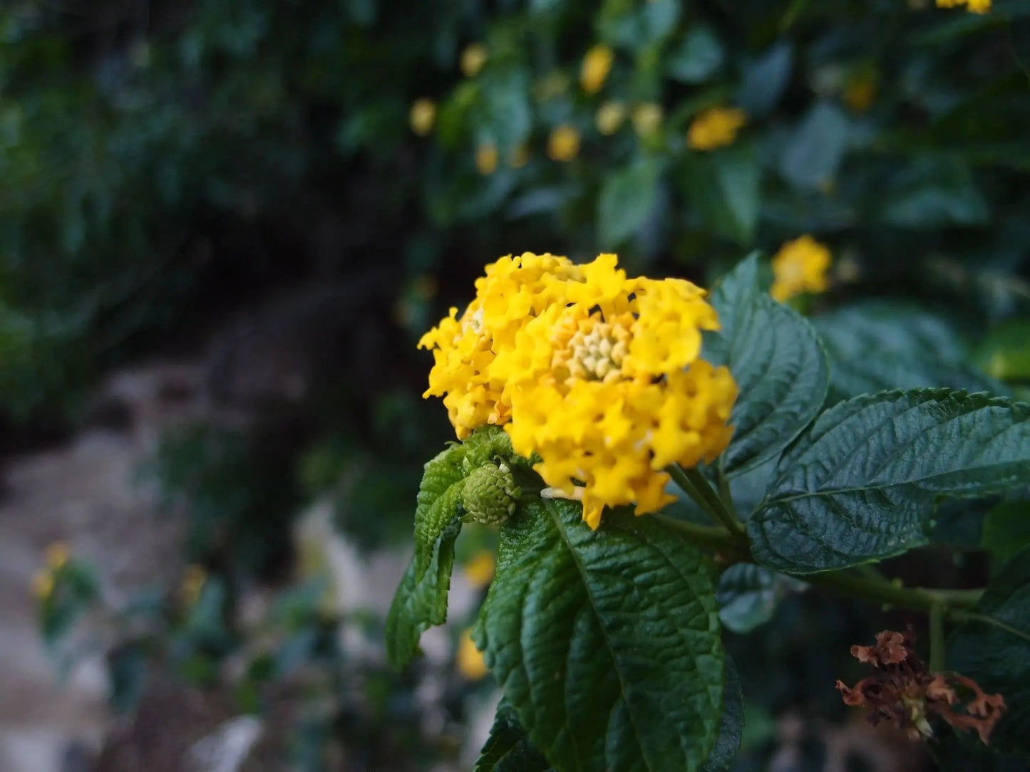 Gold-plated sterling silver round pendant necklace with real flowers.