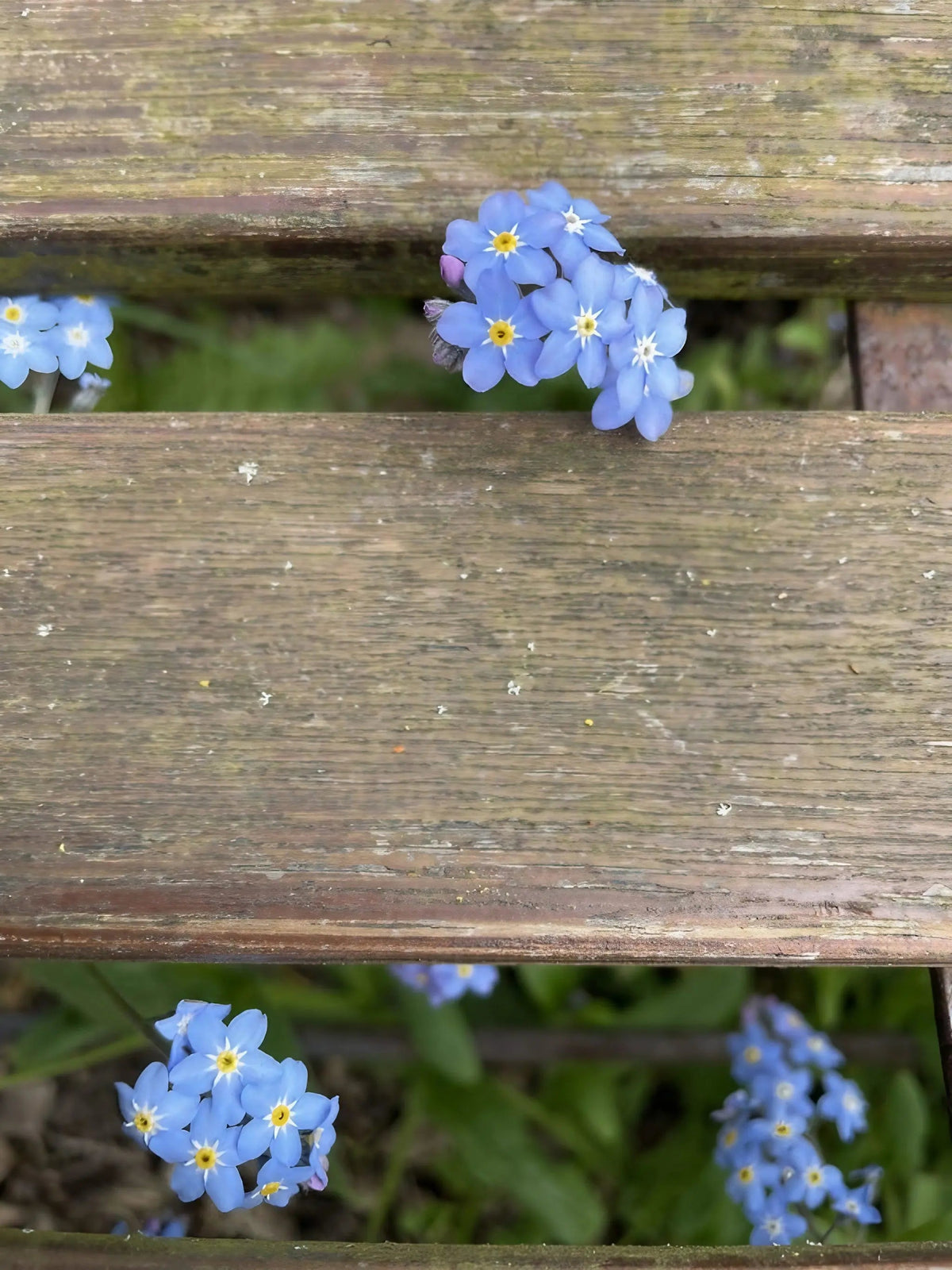 Forget-me-not Blue