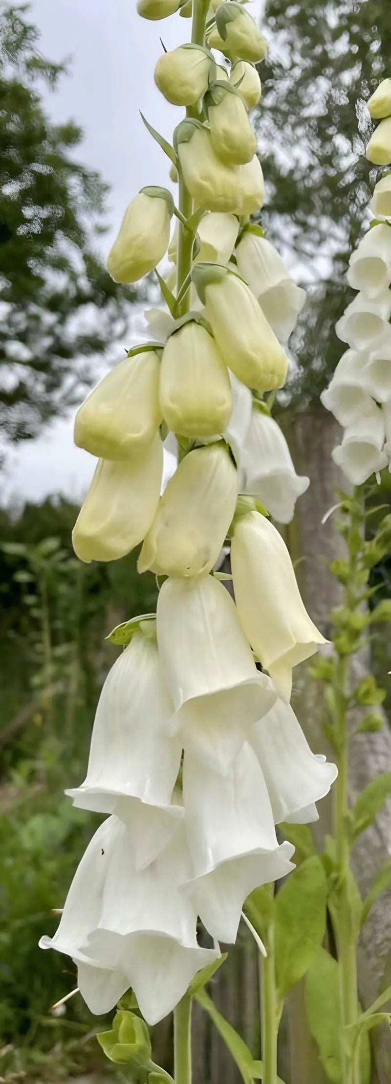 Foxglove Alba White