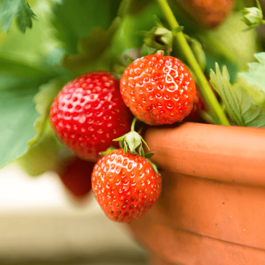 FruitBoost Welsh Topsoil for Fruits and Herbs