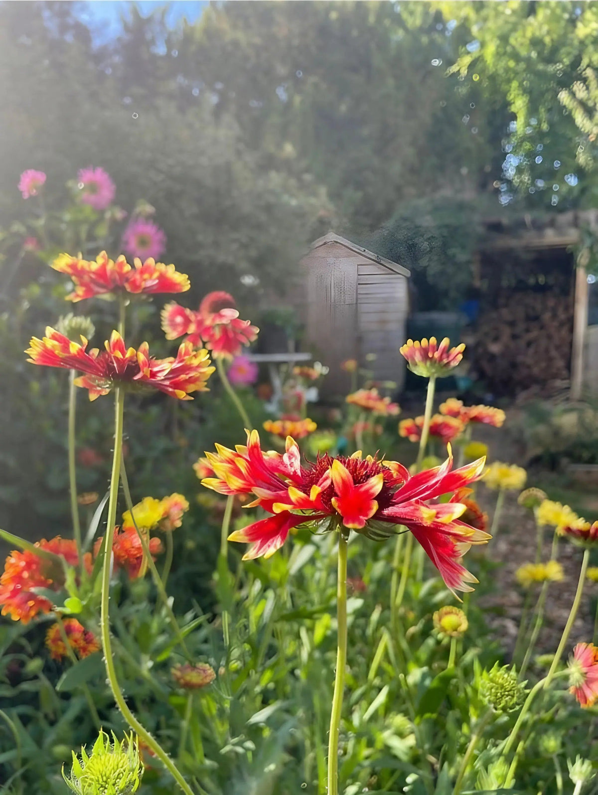 Gaillardia Aristata Bicolour Goblin