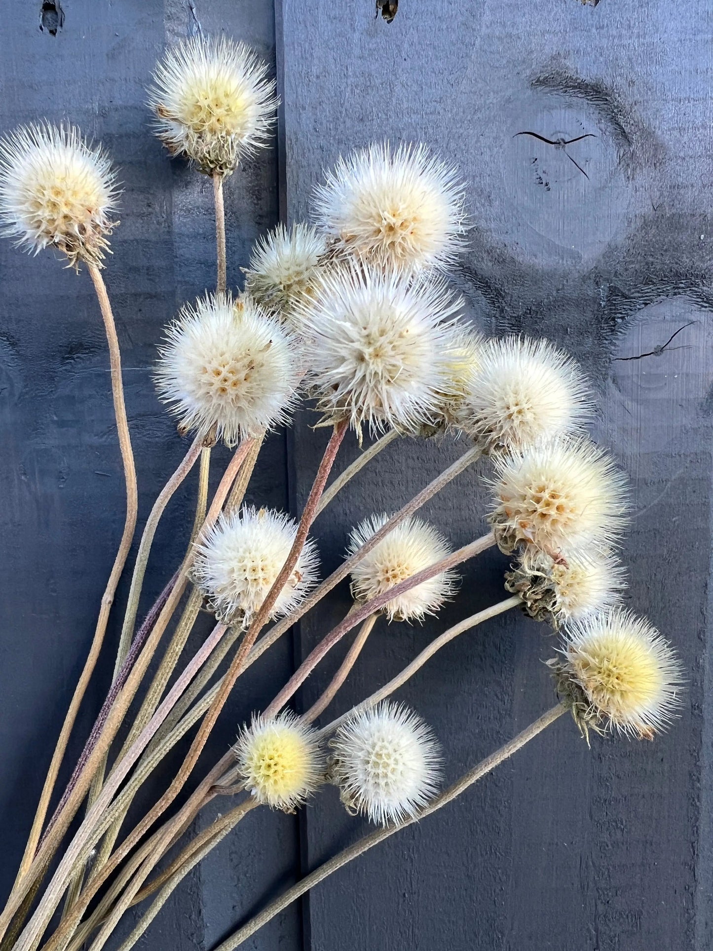 Gaillardia Seed Heads Dried