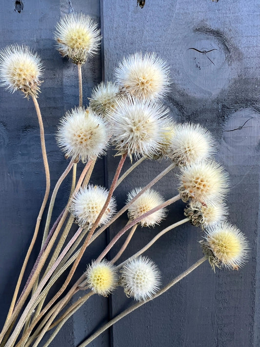 Gaillardia Seed Heads Dried