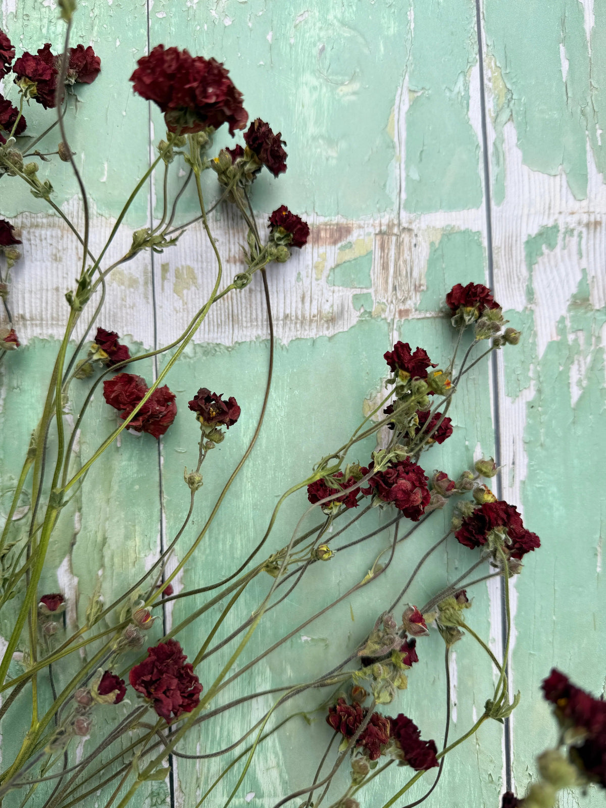 Geums 'Mrs Bradshaw' Dried