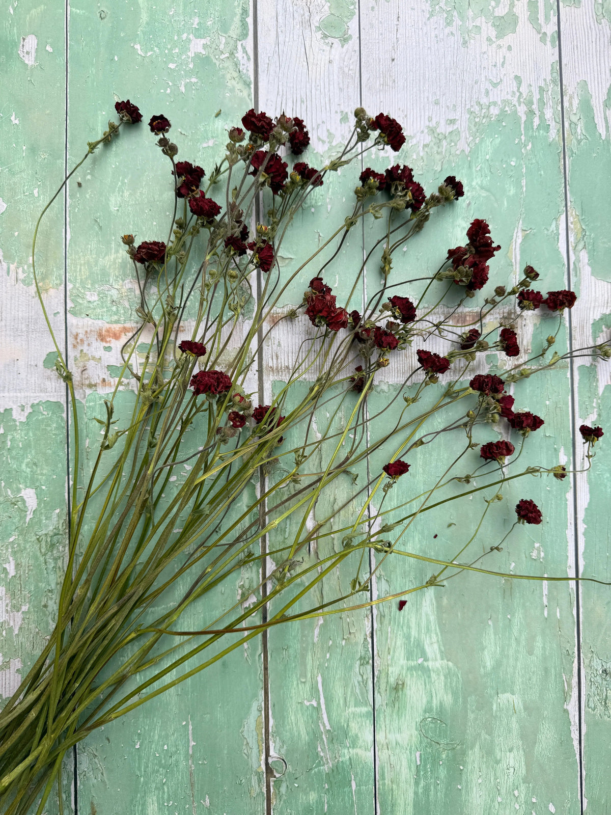 Geums 'Mrs Bradshaw' Dried