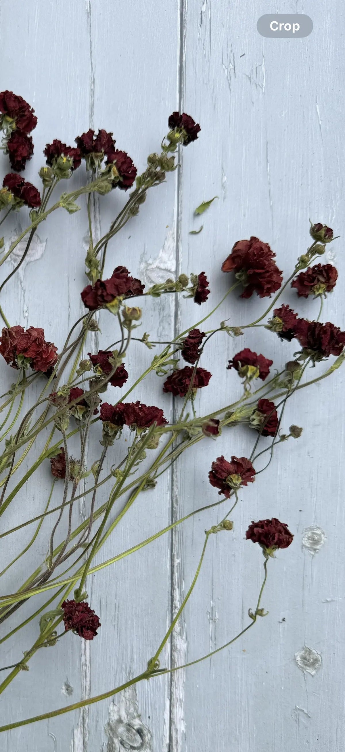 Geums 'Mrs Bradshaw' Dried