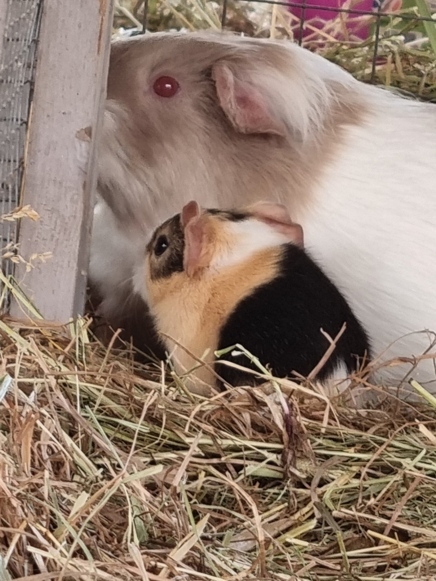 Pet Boarding