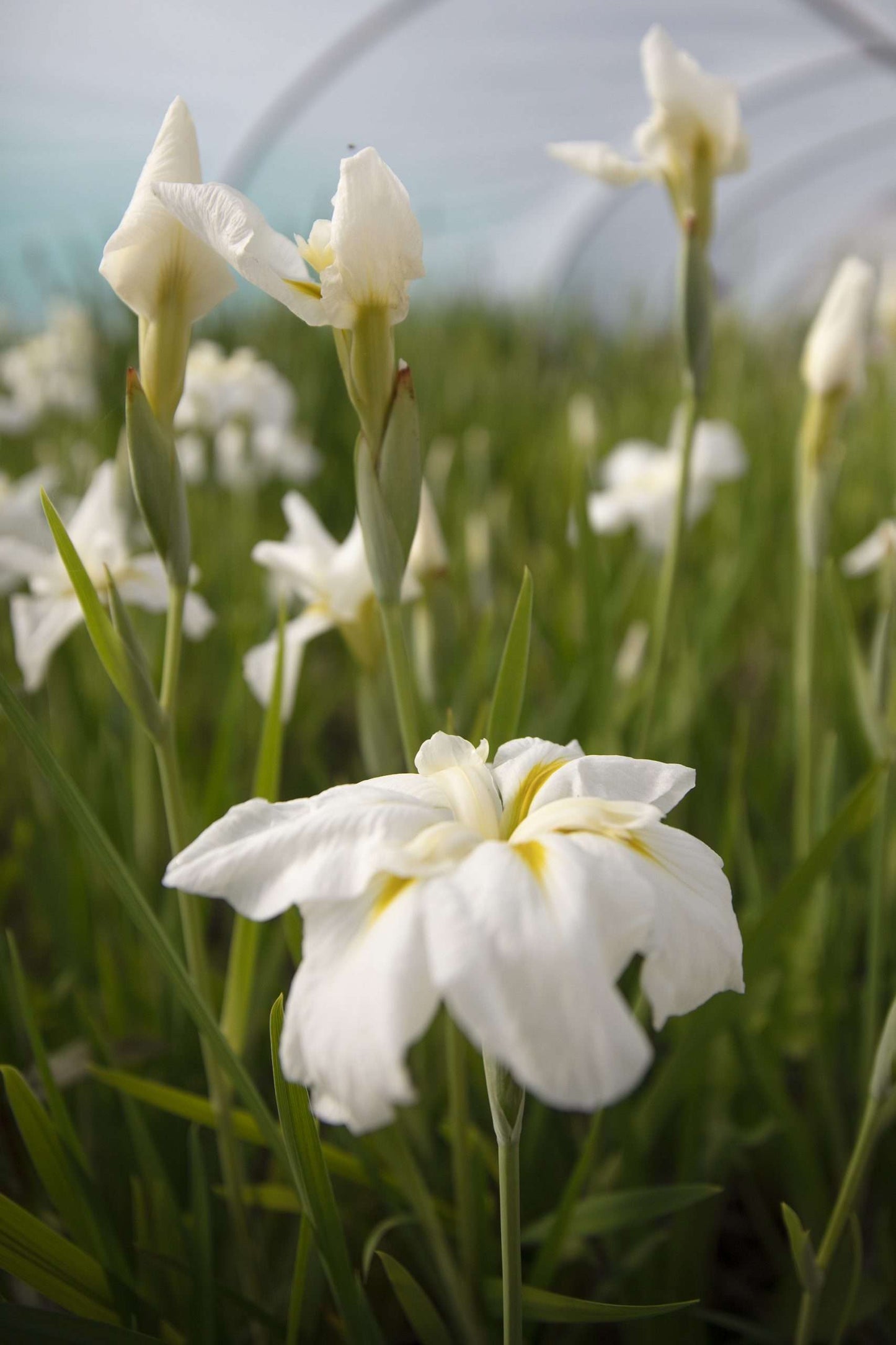 Iris ensata 'Goldbound' - Marginal Pond Plants - BP062
