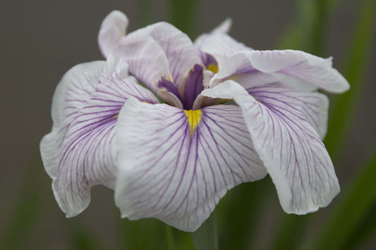 Iris ensata 'Greywoods Catrina'