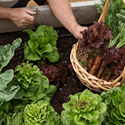 VegeGrow® Welsh Topsoil for vegetables